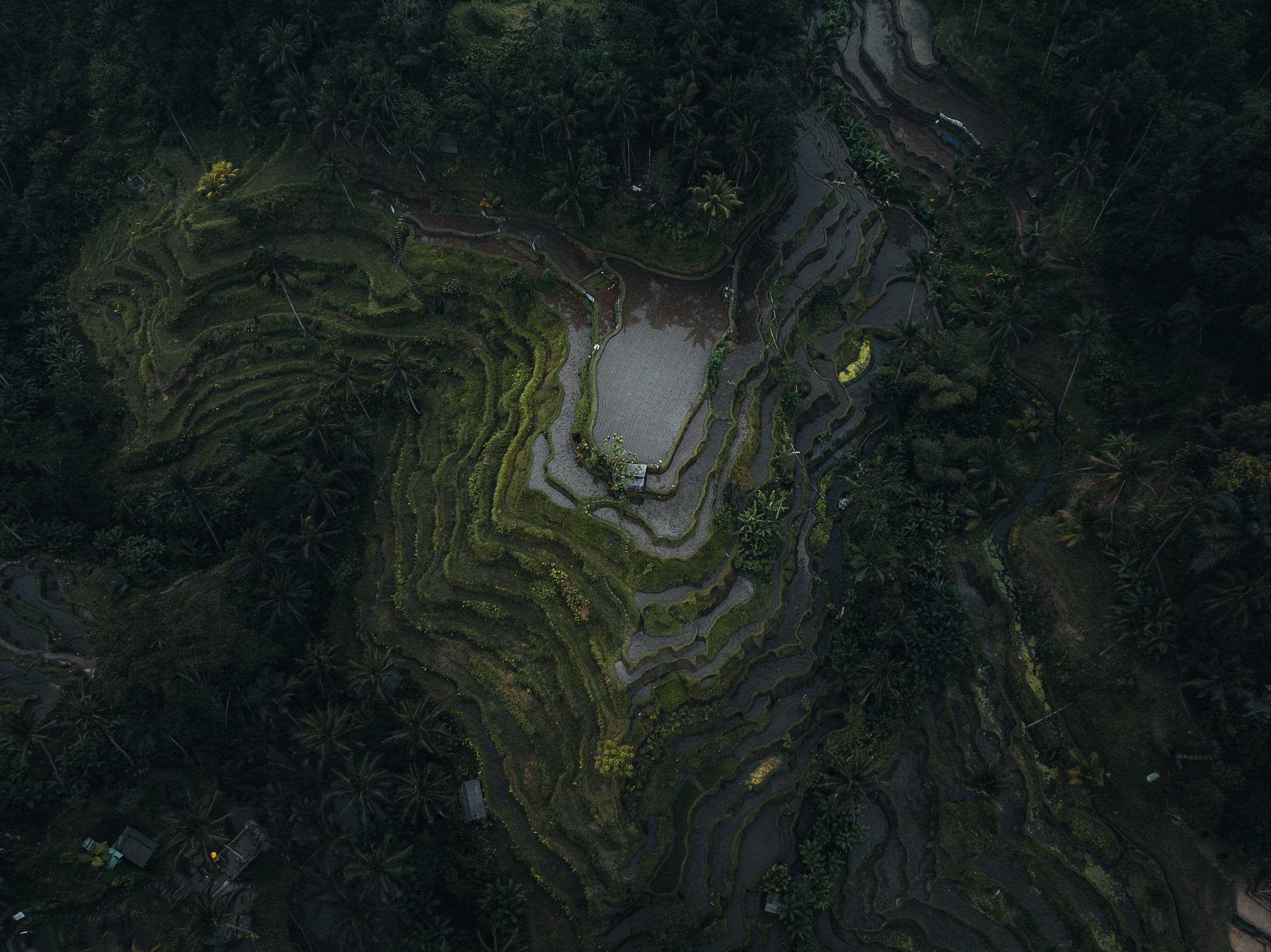 Tegallalang Rice Terraces